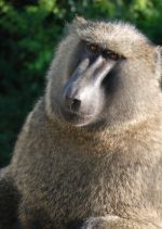 Africa-baboon