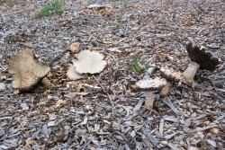 10-Mushrooms