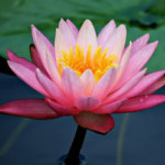 A pink lotus flower and lily pads with saturated color
